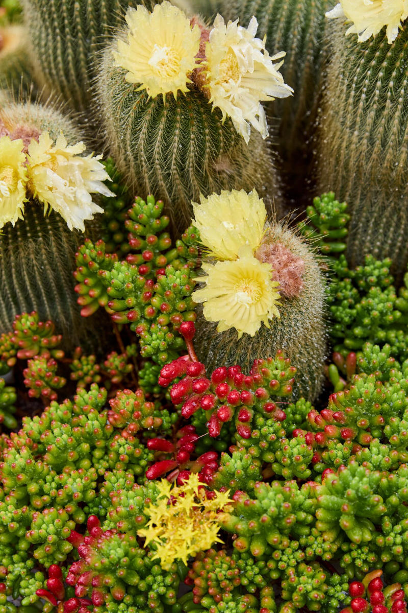 13 of our favourite flowering cacti, Yellow tower cactus (Parodia leninghausii) , Variegated crested San Pedro cactus (Trichocereus pachanoi) , Orange crown cactus (Alylostera pulvinosa) , Jelly beans sedum (Sedum rubrotinctum). , Crested silver torch (Cleistocactus strausii). , Claret cup cactus , The rainbow cactus (Echinocereus rigidissimus) , Monkey tail cactus (Cleistocactus colademononis) , Powder puff cactus Roseiflora (Mammillaria bocasana) , Prickly pear cactus , Easter lily cactus , Night-blooming cereus , Zygocactus , How to care for your flowering cacti, Growing in pots , Cold, dry winter rest: the key to getting cacti to flower, Flowering cacti FAQS