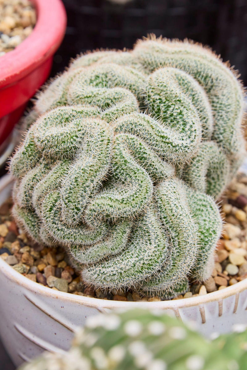 13 of our favourite flowering cacti, Yellow tower cactus (Parodia leninghausii) , Variegated crested San Pedro cactus (Trichocereus pachanoi) , Orange crown cactus (Alylostera pulvinosa) , Jelly beans sedum (Sedum rubrotinctum). , Crested silver torch (Cleistocactus strausii). , Claret cup cactus , The rainbow cactus (Echinocereus rigidissimus) , Monkey tail cactus (Cleistocactus colademononis) , Powder puff cactus Roseiflora (Mammillaria bocasana) , Prickly pear cactus , Easter lily cactus , Night-blooming cereus , Zygocactus , How to care for your flowering cacti, Growing in pots , Cold, dry winter rest: the key to getting cacti to flower, Flowering cacti FAQS