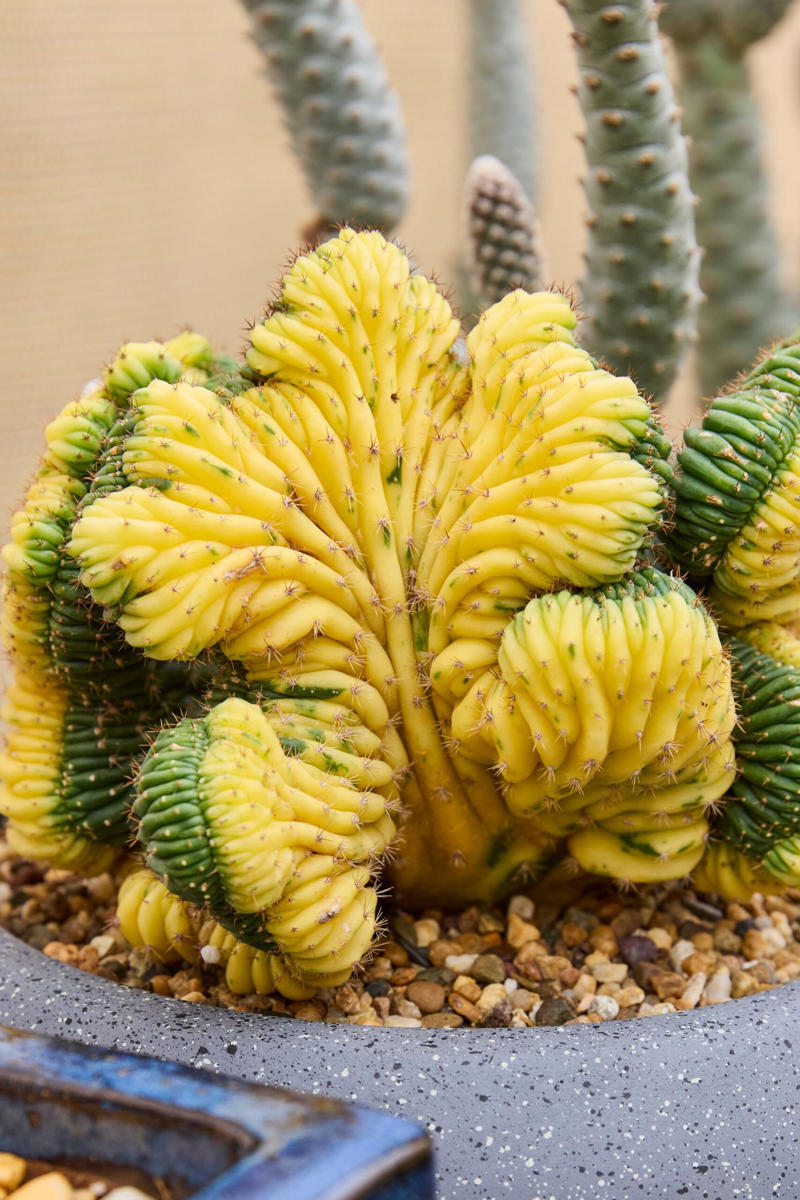 13 of our favourite flowering cacti, Yellow tower cactus (Parodia leninghausii) , Variegated crested San Pedro cactus (Trichocereus pachanoi) , Orange crown cactus (Alylostera pulvinosa) , Jelly beans sedum (Sedum rubrotinctum). , Crested silver torch (Cleistocactus strausii). , Claret cup cactus , The rainbow cactus (Echinocereus rigidissimus) , Monkey tail cactus (Cleistocactus colademononis) , Powder puff cactus Roseiflora (Mammillaria bocasana) , Prickly pear cactus , Easter lily cactus , Night-blooming cereus , Zygocactus , How to care for your flowering cacti, Growing in pots , Cold, dry winter rest: the key to getting cacti to flower, Flowering cacti FAQS