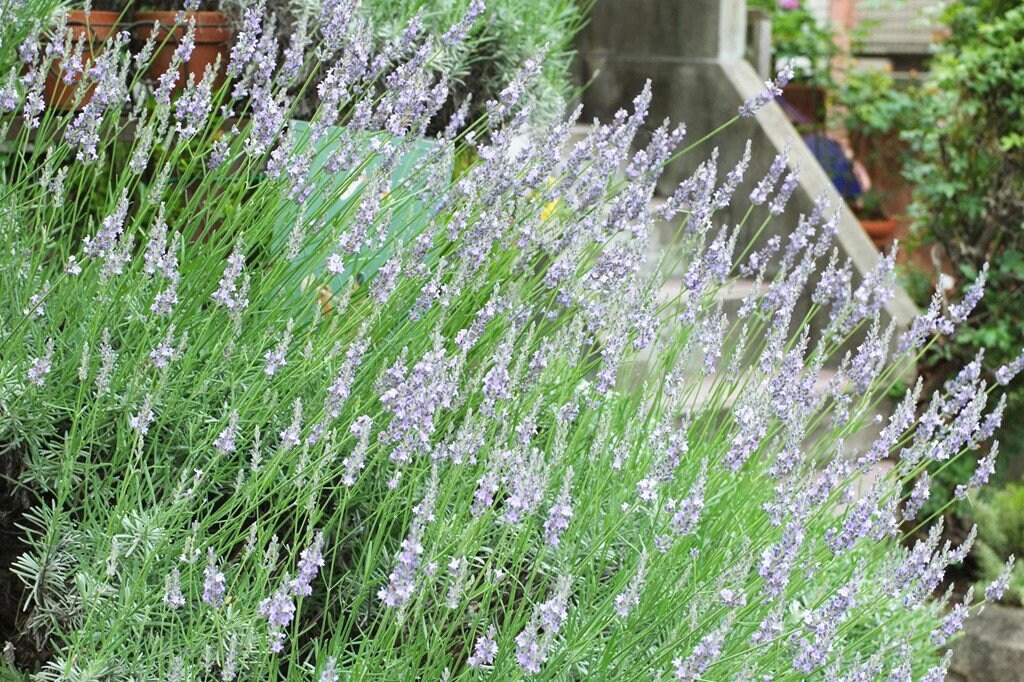 この記事で紹介する「植えてよかった、かわいい花が咲く庭木」, うちの庭に植えてよかった！毎年春や初夏にかわいい花が咲く「落葉低木」4選, シモツケ・ゴールドフレーム, うちの庭に植えてよかった！毎年春や初夏にかわいい花が咲く「常緑低木」3選, ブリスベーン・アカシア, かわいい花が咲く低木で四季折々の豊かな景色を