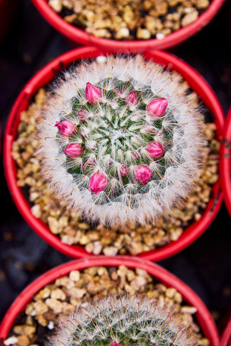 13 of our favourite flowering cacti, Yellow tower cactus (Parodia leninghausii) , Variegated crested San Pedro cactus (Trichocereus pachanoi) , Orange crown cactus (Alylostera pulvinosa) , Jelly beans sedum (Sedum rubrotinctum). , Crested silver torch (Cleistocactus strausii). , Claret cup cactus , The rainbow cactus (Echinocereus rigidissimus) , Monkey tail cactus (Cleistocactus colademononis) , Powder puff cactus Roseiflora (Mammillaria bocasana) , Prickly pear cactus , Easter lily cactus , Night-blooming cereus , Zygocactus , How to care for your flowering cacti, Growing in pots , Cold, dry winter rest: the key to getting cacti to flower, Flowering cacti FAQS