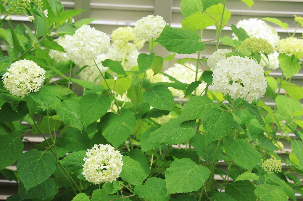 この記事で紹介する「植えてよかった、かわいい花が咲く庭木」, うちの庭に植えてよかった！毎年春や初夏にかわいい花が咲く「落葉低木」4選, シモツケ・ゴールドフレーム, うちの庭に植えてよかった！毎年春や初夏にかわいい花が咲く「常緑低木」3選, ブリスベーン・アカシア, かわいい花が咲く低木で四季折々の豊かな景色を