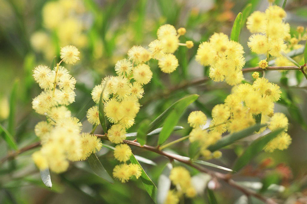 この記事で紹介する「植えてよかった、かわいい花が咲く庭木」, うちの庭に植えてよかった！毎年春や初夏にかわいい花が咲く「落葉低木」4選, シモツケ・ゴールドフレーム, うちの庭に植えてよかった！毎年春や初夏にかわいい花が咲く「常緑低木」3選, ブリスベーン・アカシア, かわいい花が咲く低木で四季折々の豊かな景色を