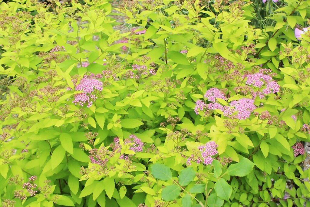 この記事で紹介する「植えてよかった、かわいい花が咲く庭木」, うちの庭に植えてよかった！毎年春や初夏にかわいい花が咲く「落葉低木」4選, シモツケ・ゴールドフレーム, うちの庭に植えてよかった！毎年春や初夏にかわいい花が咲く「常緑低木」3選, ブリスベーン・アカシア, かわいい花が咲く低木で四季折々の豊かな景色を