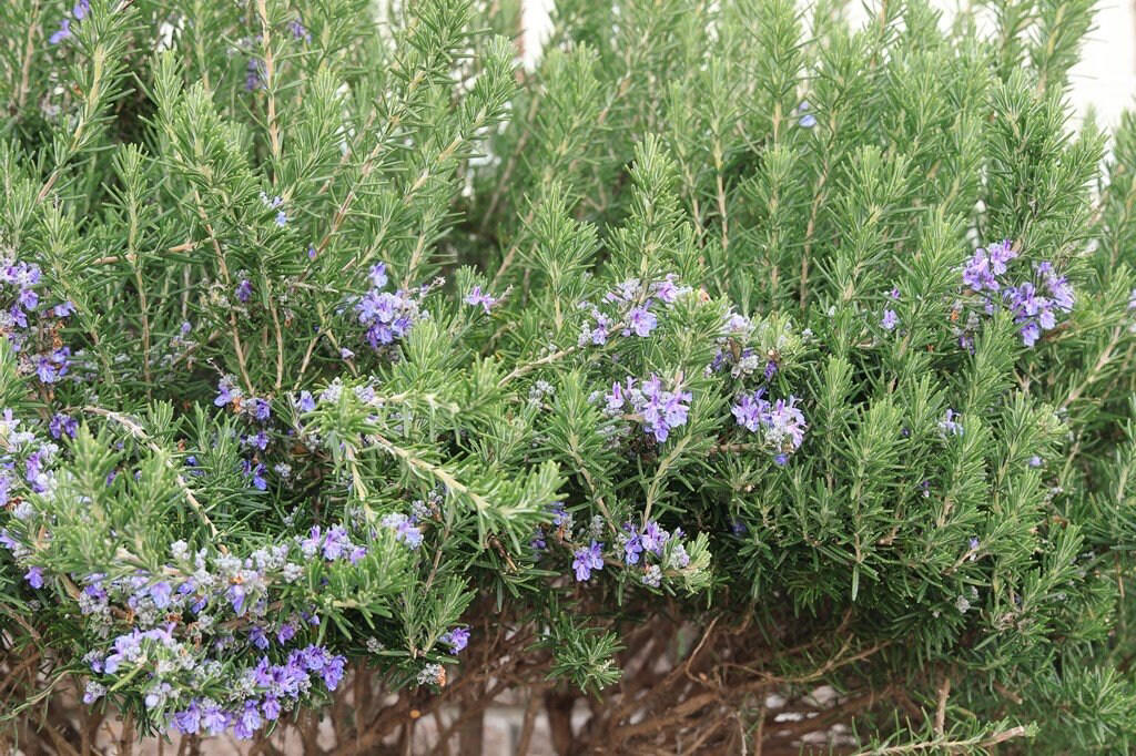 この記事で紹介する「植えてよかった、かわいい花が咲く庭木」, うちの庭に植えてよかった！毎年春や初夏にかわいい花が咲く「落葉低木」4選, シモツケ・ゴールドフレーム, うちの庭に植えてよかった！毎年春や初夏にかわいい花が咲く「常緑低木」3選, ブリスベーン・アカシア, かわいい花が咲く低木で四季折々の豊かな景色を