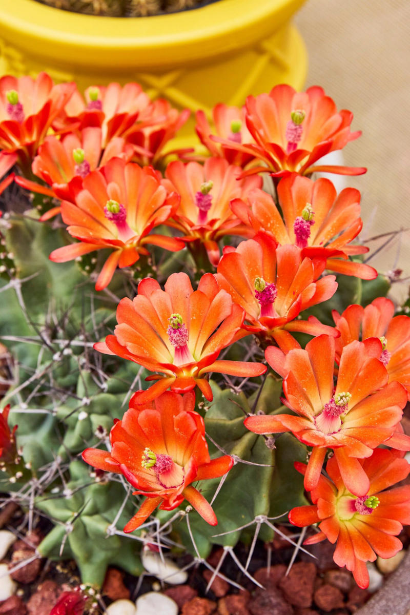 13 of our favourite flowering cacti, Yellow tower cactus (Parodia leninghausii) , Variegated crested San Pedro cactus (Trichocereus pachanoi) , Orange crown cactus (Alylostera pulvinosa) , Jelly beans sedum (Sedum rubrotinctum). , Crested silver torch (Cleistocactus strausii). , Claret cup cactus , The rainbow cactus (Echinocereus rigidissimus) , Monkey tail cactus (Cleistocactus colademononis) , Powder puff cactus Roseiflora (Mammillaria bocasana) , Prickly pear cactus , Easter lily cactus , Night-blooming cereus , Zygocactus , How to care for your flowering cacti, Growing in pots , Cold, dry winter rest: the key to getting cacti to flower, Flowering cacti FAQS