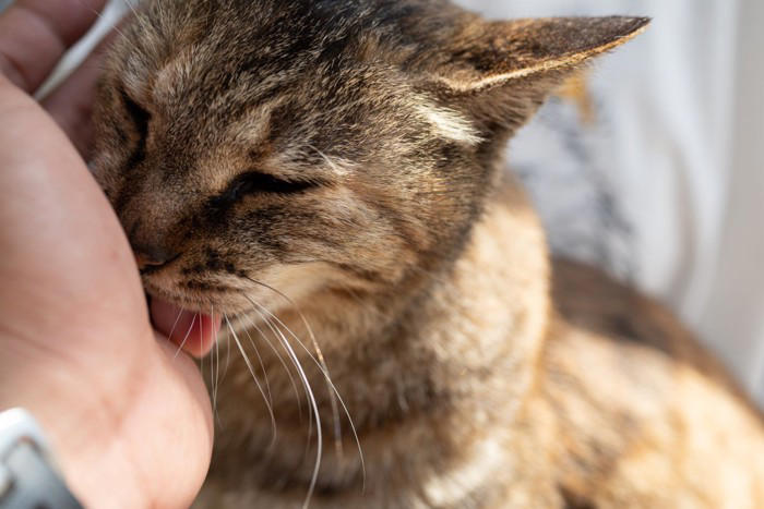 猫が飼い主を『舐めてくる』意味とは？, 5つの部位で異なる心理と応え方, 1.「顔」は強い信頼, 3.「髪の毛」はお世話のつもり, 4.「耳」は甘えたい, 5.「足」はニオイの上書き