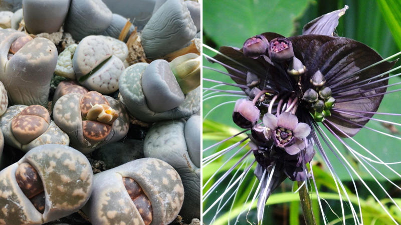 13 of our favourite flowering cacti, Yellow tower cactus (Parodia leninghausii) , Variegated crested San Pedro cactus (Trichocereus pachanoi) , Orange crown cactus (Alylostera pulvinosa) , Jelly beans sedum (Sedum rubrotinctum). , Crested silver torch (Cleistocactus strausii). , Claret cup cactus , The rainbow cactus (Echinocereus rigidissimus) , Monkey tail cactus (Cleistocactus colademononis) , Powder puff cactus Roseiflora (Mammillaria bocasana) , Prickly pear cactus , Easter lily cactus , Night-blooming cereus , Zygocactus , How to care for your flowering cacti, Growing in pots , Cold, dry winter rest: the key to getting cacti to flower, Flowering cacti FAQS