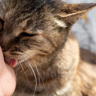 猫が飼い主を『舐めてくる』意味とは？, 5つの部位で異なる心理と応え方, 1.「顔」は強い信頼, 3.「髪の毛」はお世話のつもり, 4.「耳」は甘えたい, 5.「足」はニオイの上書き