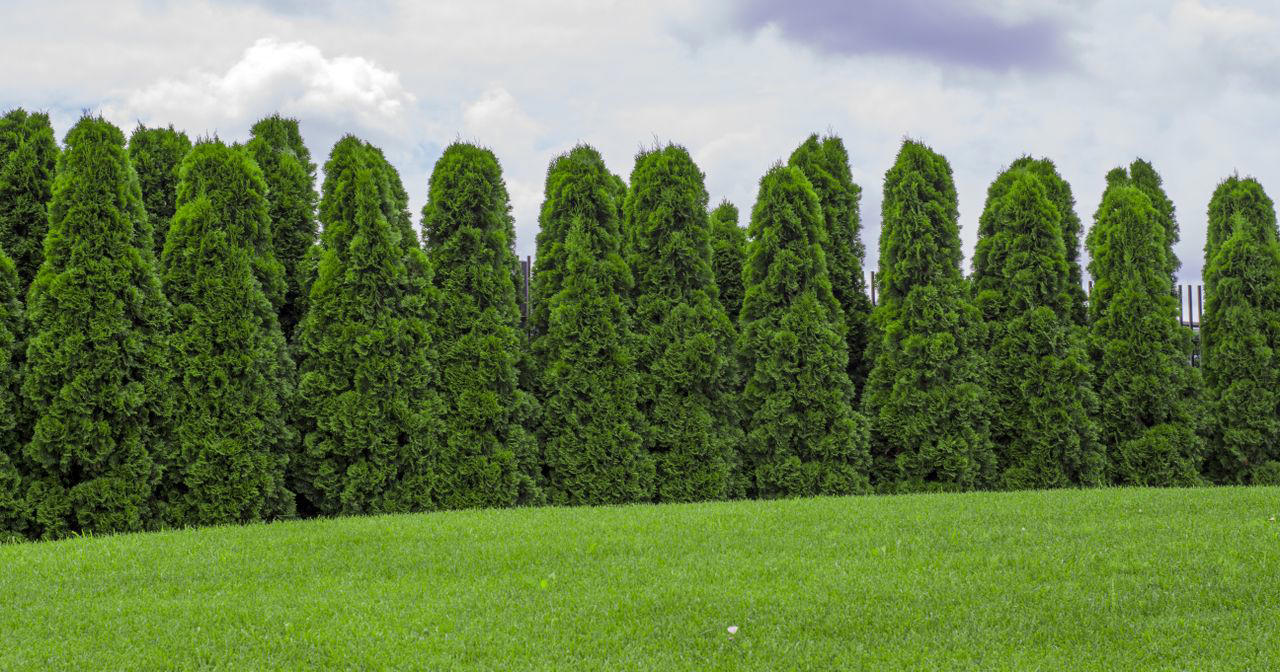Wax Leaf Privet, Forsythia, American Arborvitae, Thuja ‘Green Giant’, Japanese Cedar, Frans Fontaine