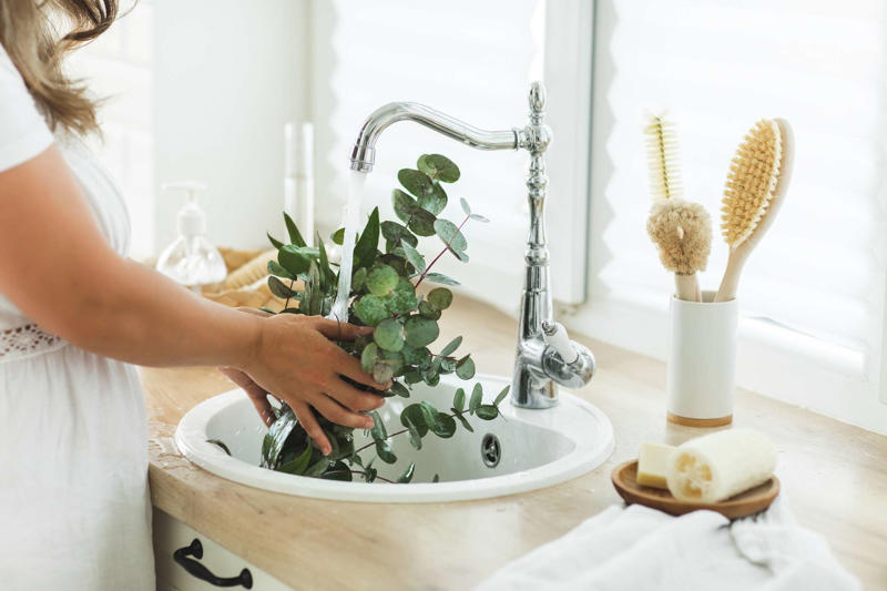 Money Tree Plant, Jade Plant, Eucalyptus, Citrus Trees, Holy Basil, Lavender, Snake Plant, White Clover, Echinacea, Rubber Plant, Hollyhock