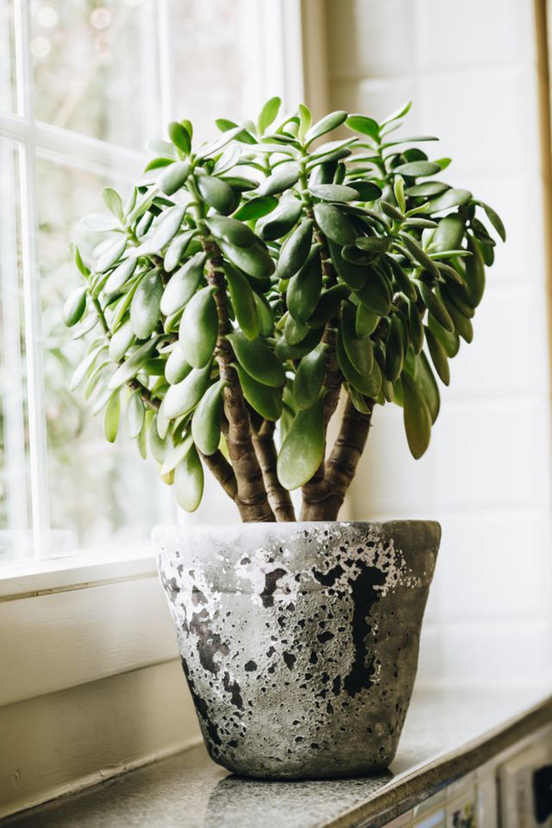 Money Tree Plant, Jade Plant, Eucalyptus, Citrus Trees, Holy Basil, Lavender, Snake Plant, White Clover, Echinacea, Rubber Plant, Hollyhock