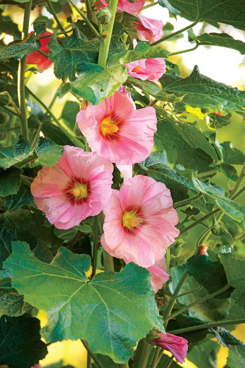 Money Tree Plant, Jade Plant, Eucalyptus, Citrus Trees, Holy Basil, Lavender, Snake Plant, White Clover, Echinacea, Rubber Plant, Hollyhock