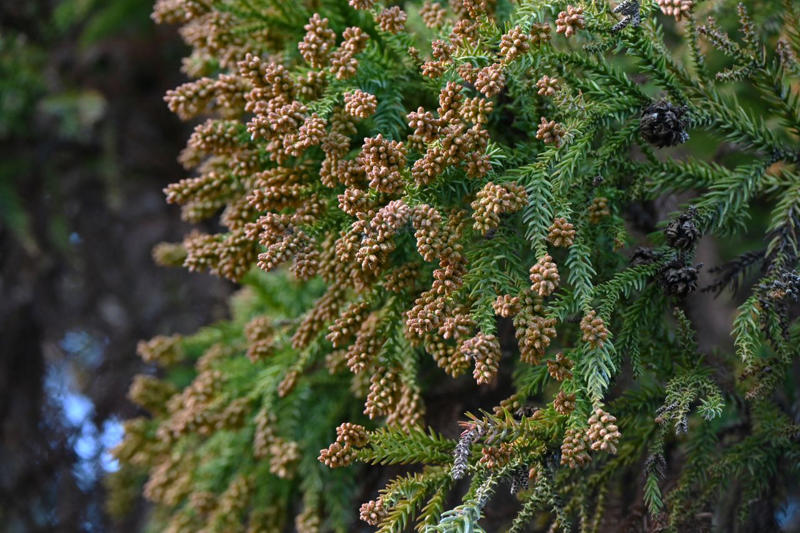 Wax Leaf Privet, Forsythia, American Arborvitae, Thuja ‘Green Giant’, Japanese Cedar, Frans Fontaine