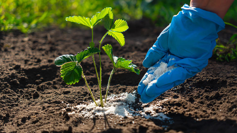 Prune existing plants for new growth and more air circulation, Fertilize early to maximize growth potential, Start composting early to provide timely nutrients for plants, Use quick-growing blooms to attract early pollinators, Test your soil and adjust fertilizer as necessary, Transform poor soil by balancing its core components early, Oxygenate soil by tilling before and after adding amendments, Utilize fast-growing crops for a productive spring harvest, Apply mulch early to retain moisture and control weeds