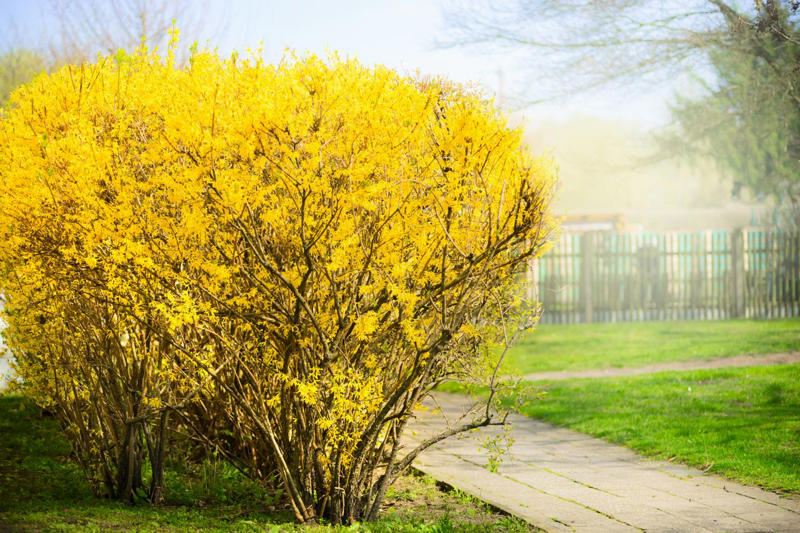 Wax Leaf Privet, Forsythia, American Arborvitae, Thuja ‘Green Giant’, Japanese Cedar, Frans Fontaine