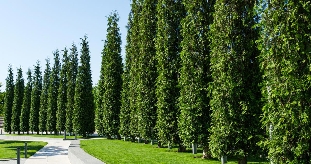 Wax Leaf Privet, Forsythia, American Arborvitae, Thuja ‘Green Giant’, Japanese Cedar, Frans Fontaine
