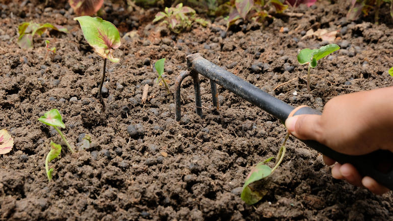 Prune existing plants for new growth and more air circulation, Fertilize early to maximize growth potential, Start composting early to provide timely nutrients for plants, Use quick-growing blooms to attract early pollinators, Test your soil and adjust fertilizer as necessary, Transform poor soil by balancing its core components early, Oxygenate soil by tilling before and after adding amendments, Utilize fast-growing crops for a productive spring harvest, Apply mulch early to retain moisture and control weeds