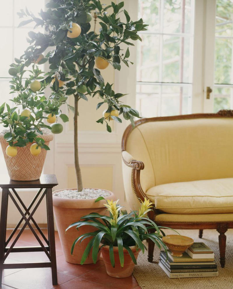 Money Tree Plant, Jade Plant, Eucalyptus, Citrus Trees, Holy Basil, Lavender, Snake Plant, White Clover, Echinacea, Rubber Plant, Hollyhock