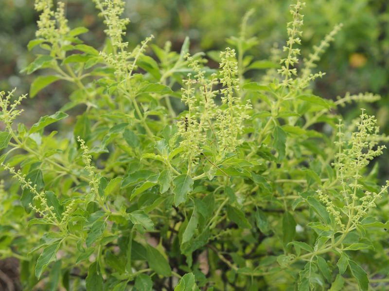 Money Tree Plant, Jade Plant, Eucalyptus, Citrus Trees, Holy Basil, Lavender, Snake Plant, White Clover, Echinacea, Rubber Plant, Hollyhock