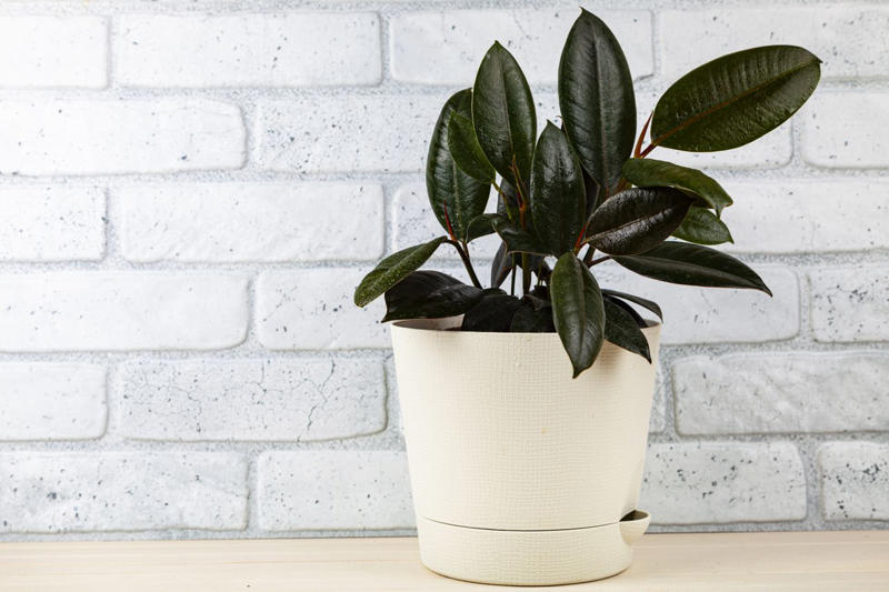 Money Tree Plant, Jade Plant, Eucalyptus, Citrus Trees, Holy Basil, Lavender, Snake Plant, White Clover, Echinacea, Rubber Plant, Hollyhock