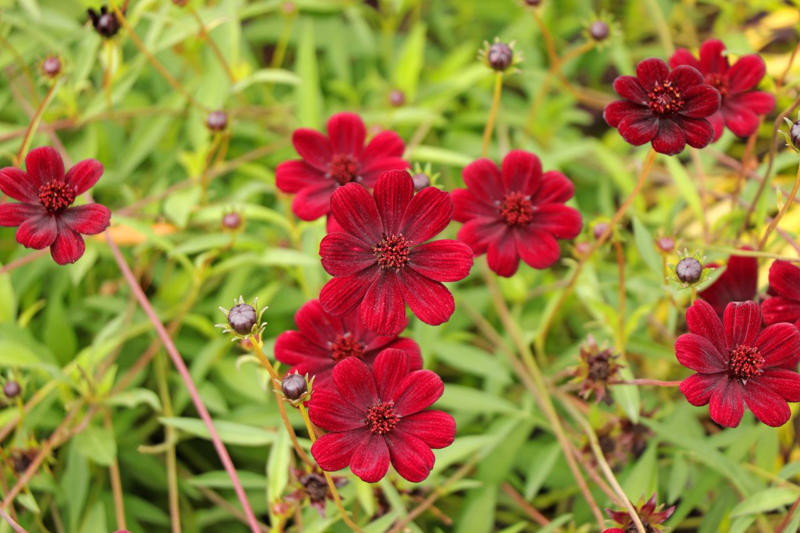 How to Start a 'Cut And Come Again' Garden, Amaranth, Snapdragon, Alstroemeria