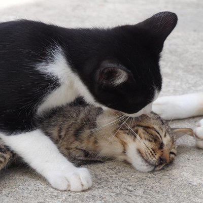 猫の「マウンティング」とは？, 猫が『マウンティング』行動を取る理由, 1.優位性アピールするため, 2.発情や本能による行動, 3.興奮やストレスの発散