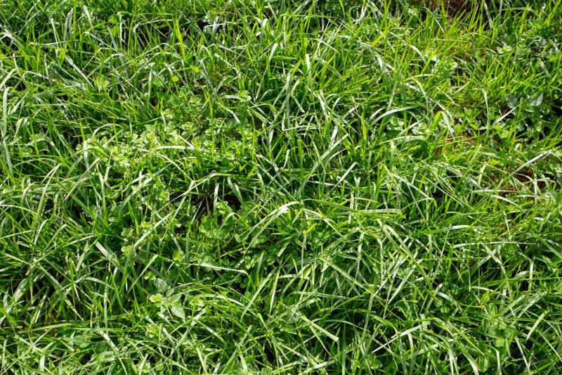 Bermuda Grass, Zoysia Grass, Kentucky Bluegrass, Ryegrass, Buffalo Grass, St. Augustine Grass