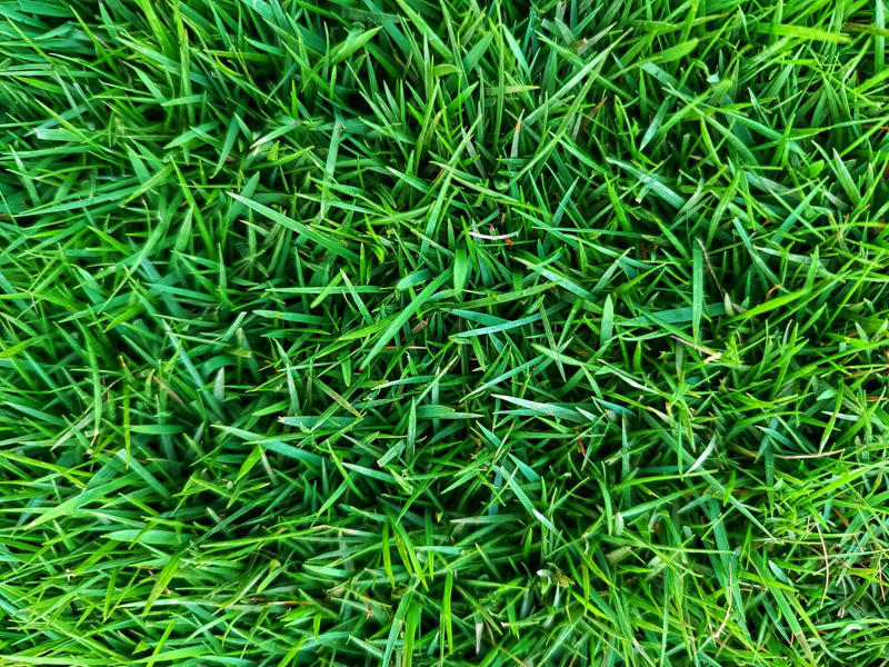 Bermuda Grass, Zoysia Grass, Kentucky Bluegrass, Ryegrass, Buffalo Grass, St. Augustine Grass