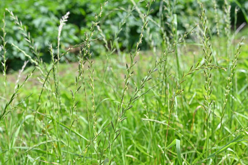 Bermuda Grass, Zoysia Grass, Kentucky Bluegrass, Ryegrass, Buffalo Grass, St. Augustine Grass