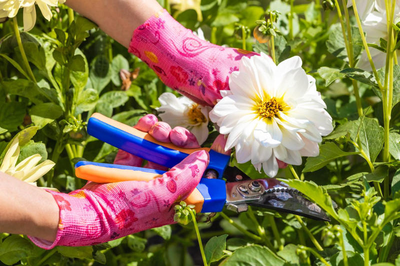 How to Start a 'Cut And Come Again' Garden, Amaranth, Snapdragon, Alstroemeria