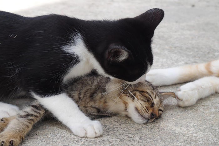 猫の「マウンティング」とは？, 猫が『マウンティング』行動を取る理由, 1.優位性アピールするため, 2.発情や本能による行動, 3.興奮やストレスの発散