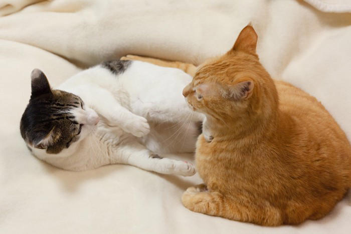 猫の「マウンティング」とは？, 猫が『マウンティング』行動を取る理由, 1.優位性アピールするため, 2.発情や本能による行動, 3.興奮やストレスの発散
