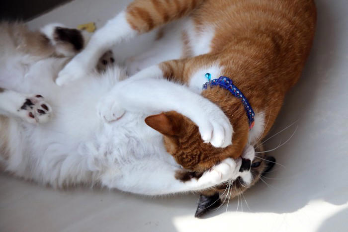 猫の「マウンティング」とは？, 猫が『マウンティング』行動を取る理由, 1.優位性アピールするため, 2.発情や本能による行動, 3.興奮やストレスの発散