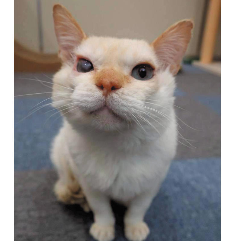 「猫なんか好きになるんじゃなかった」, 「いのりはきっと幸せになれる」, 愛玩動物の犬や猫には自分だけの家族が必要, 人を信じることを知ったいのりは幸せを掴んだ