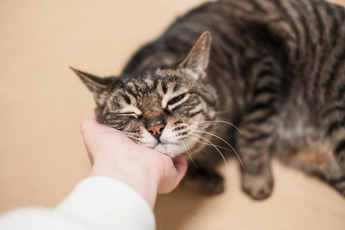 猫があごのせをする5つの理由と心理, 2.信頼している, 3.安心している, 5.縄張りの主張, あごのせしてきたときの対応は？