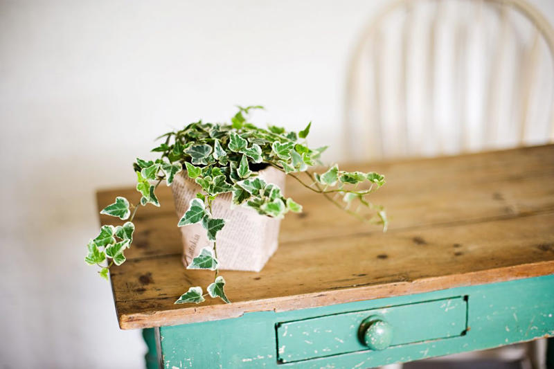 Money Tree Plant, Jade Plant, Eucalyptus, Citrus Trees, Holy Basil, Lavender, Snake Plant, White Clover, Echinacea, Rubber Plant, Hollyhock