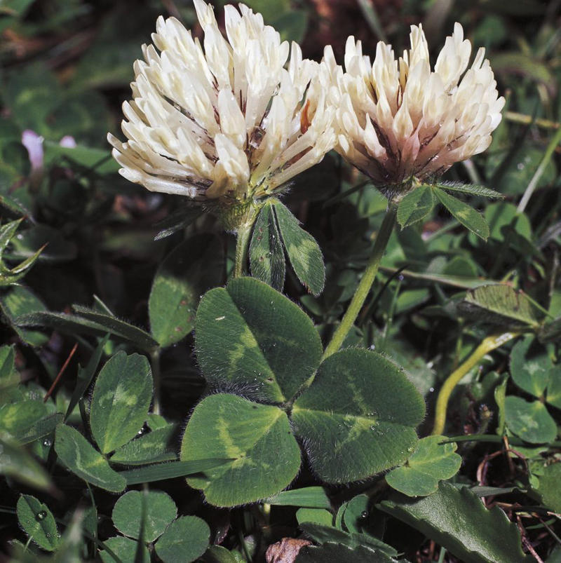 Money Tree Plant, Jade Plant, Eucalyptus, Citrus Trees, Holy Basil, Lavender, Snake Plant, White Clover, Echinacea, Rubber Plant, Hollyhock