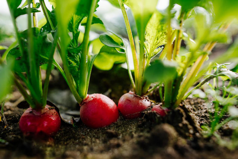 How Companion Plants Work, Serving as Trap Crops, Deterring Pests, Attracting Beneficial Insects, Improving The Soil, What Not To Plant With Peppers