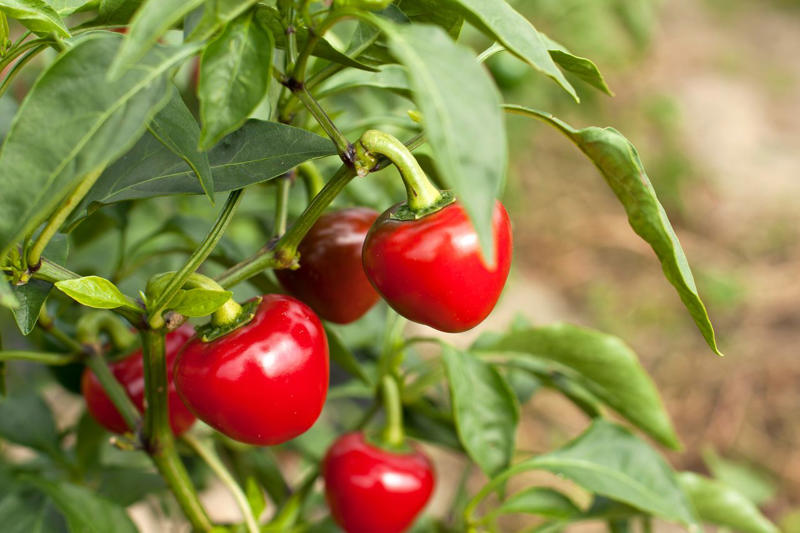 How Companion Plants Work, Serving as Trap Crops, Deterring Pests, Attracting Beneficial Insects, Improving The Soil, What Not To Plant With Peppers