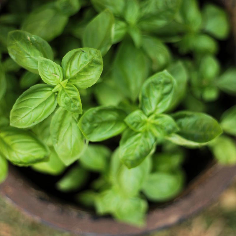 How Companion Plants Work, Serving as Trap Crops, Deterring Pests, Attracting Beneficial Insects, Improving The Soil, What Not To Plant With Peppers