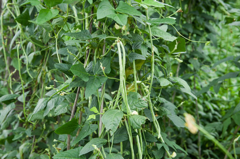 How Companion Plants Work, Serving as Trap Crops, Deterring Pests, Attracting Beneficial Insects, Improving The Soil, What Not To Plant With Peppers