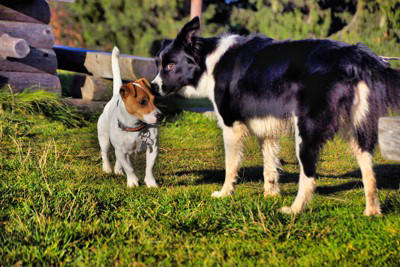 犬が『しっぽを振りながら怒っている』理由, 1.不安・緊張を感じている, 2.攻撃の準備をしている, 3.興奮している, 怒っている犬への対処