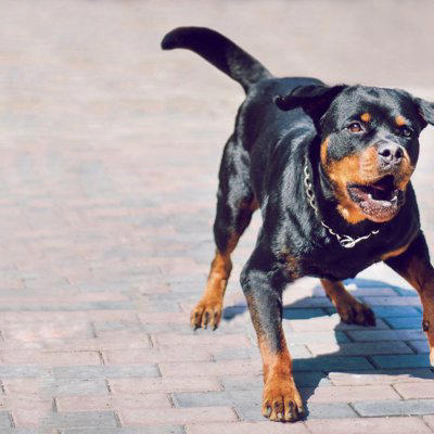 犬が『しっぽを振りながら怒っている』理由, 1.不安・緊張を感じている, 2.攻撃の準備をしている, 3.興奮している, 怒っている犬への対処