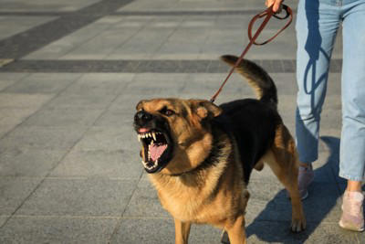 犬が『しっぽを振りながら怒っている』理由, 1.不安・緊張を感じている, 2.攻撃の準備をしている, 3.興奮している, 怒っている犬への対処