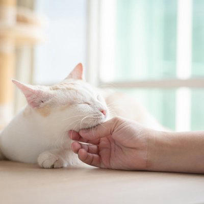 猫があごのせをする5つの理由と心理, 2.信頼している, 3.安心している, 5.縄張りの主張, あごのせしてきたときの対応は？
