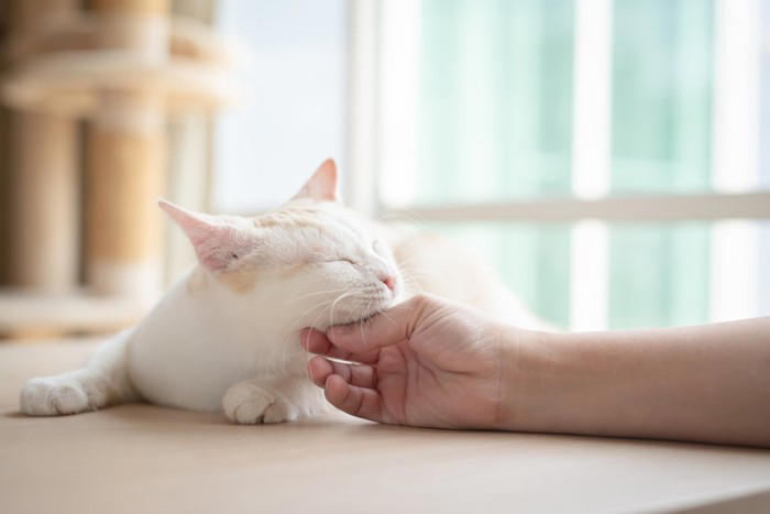 猫があごのせをする5つの理由と心理, 2.信頼している, 3.安心している, 5.縄張りの主張, あごのせしてきたときの対応は？