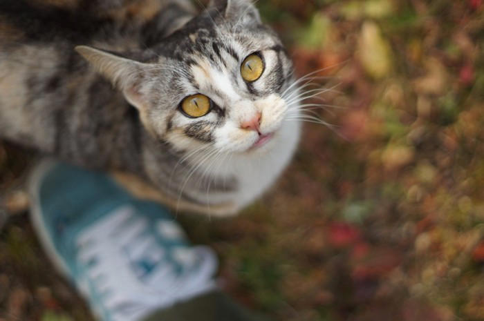 猫が「足元をウロウロ」する5つの理由, 1.ごはんや遊んでほしい「催促」, 2.大好き！の気持ちを伝える「愛情表現」, 3.自分のにおいをつける「マーキング」, 4.ただいまの「挨拶」, 5.体調不良や不安の「サイン」, 猫の気持ちを見極めるチェックポイント, 上手な応え方と注意点