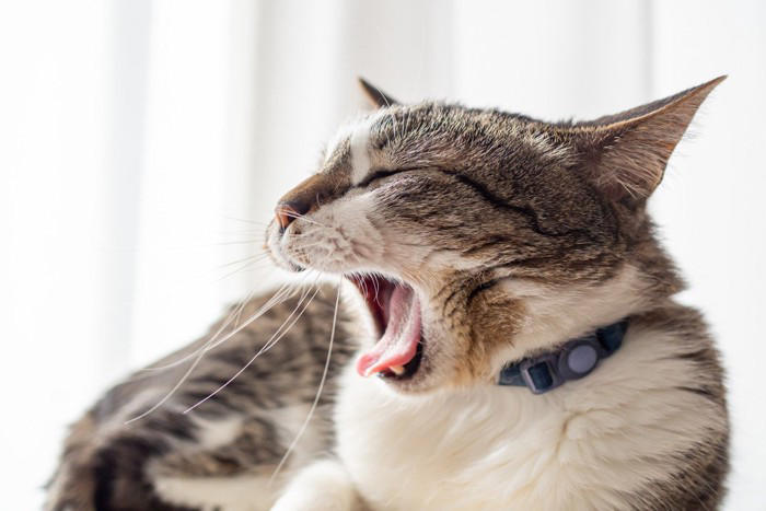 猫の『あくび』に隠されている理由, 1.リラックスと安心のサイン, 2.気持ちを切り替えるスイッチ, 3.軽いストレスの緩和行動, 注意したいあくびの変化とは