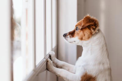 「人に依存しすぎている犬」の特徴4選, 1.どこへ行くにも後ろをついてくる, 2.姿が見えなくなると激しく鳴く、吠える, 3.常に体に触れていようとする, 4.留守番中に物を壊したり、トイレを失敗したりする, 犬が人に依存してしまう主な原因, 依存状態を放置するとどうなる？, 愛犬と「程よい距離」を保つための対策